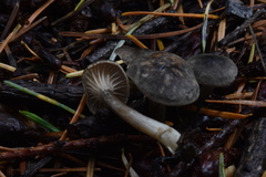 Spodocybe trulliformis