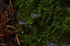 Spodocybe trulliformis