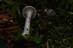 Spodocybe trulliformis