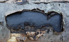 Biscogniauxia mediterranea