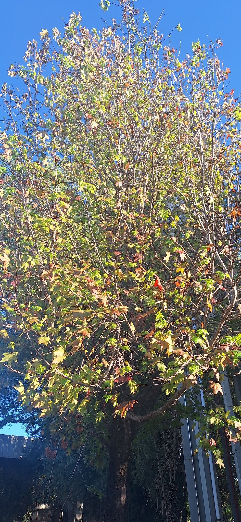 Liquidambar styraciflua