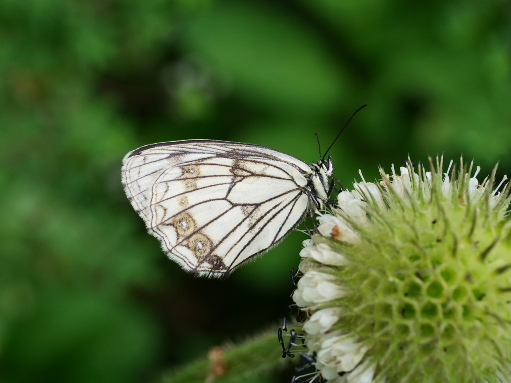 Melanargia asiatica