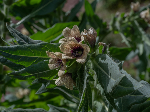 black henbane