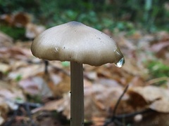 Entoloma hirtipes