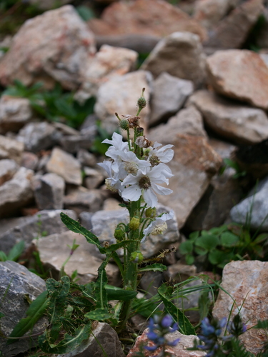 Meconopsis racemosa, photograph 6