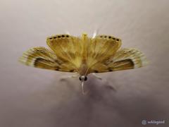 Cataclysta angulata
