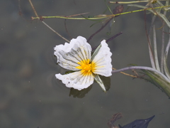 Ottelia acuminata
