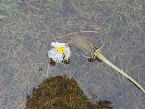 Ottelia acuminata, photograph 1