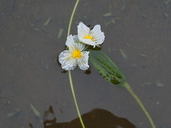 Ottelia acuminata, photograph (c) Jiao Sun (孙娇), some rights reserved (CC BY)