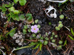 Androsace delavayi