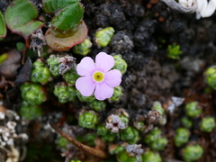 Androsace delavayi, photograph Jiao Sun (孙娇), CC BY, iNaturalist via GBIF