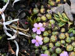 Androsace delavayi, photograph Jiao Sun (孙娇), CC BY, iNaturalist via GBIF