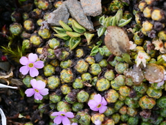 Androsace delavayi, photograph Jiao Sun (孙娇), CC BY, iNaturalist via GBIF