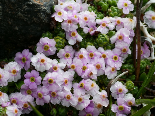 Androsace delavayi, photograph 4