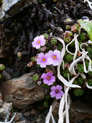 Androsace delavayi, photograph Jiao Sun (孙娇), CC BY, iNaturalist via GBIF