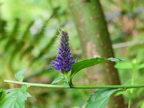 Veronicastrum axillare, photograph 5