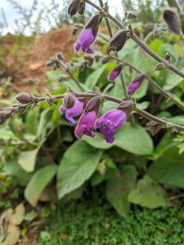 Ganzi Sage (Salvia przewalskii)