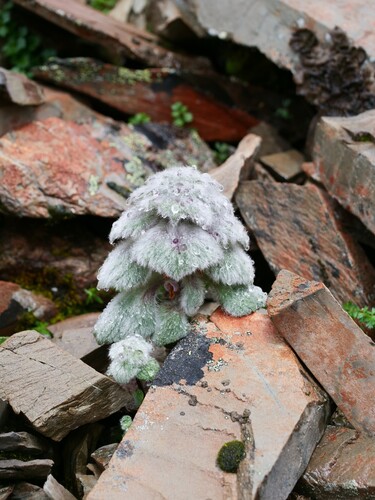 Eriophyton wallichii, photograph 2
