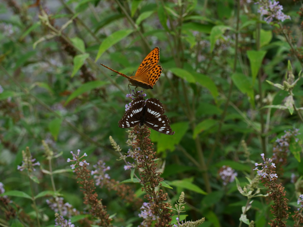 Yunnan Admiral