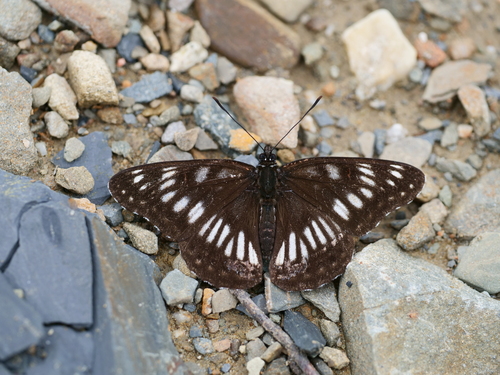 Limenitis cottini