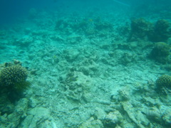 Chaetodon meyeri