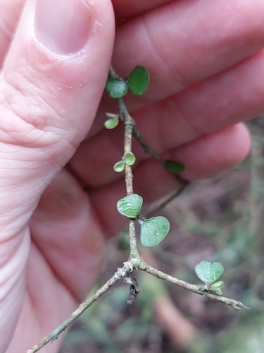 Pittosporum obcordatum, photograph 6