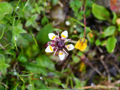 Yellow-Spotted White Saxifrage (Micranthes melanocentra)