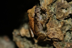 Platymantis dorsalis