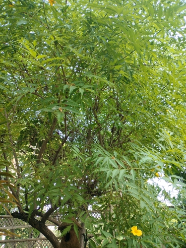 Neem