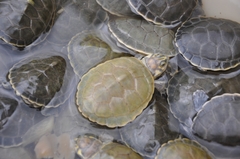 Six-Tubercled Amazon River Turtle photo 2