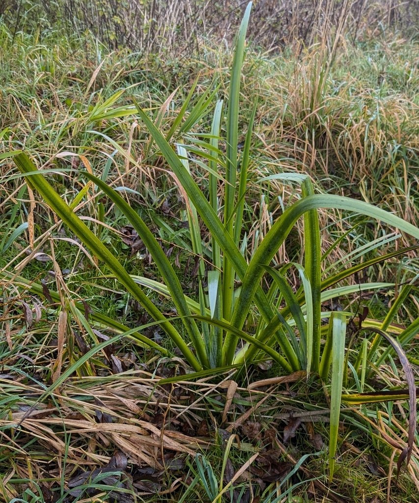 Iris pseudacorus