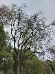 Sophora godleyi, photograph author not stated, no rights reserved