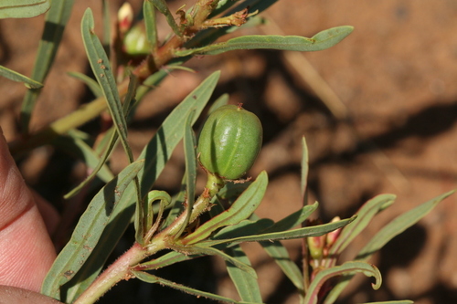 Jatropha lagarinthoides Sond. 3