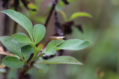 Brachycara slossonae