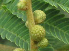 Leucaena