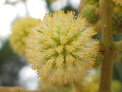 Leucaena