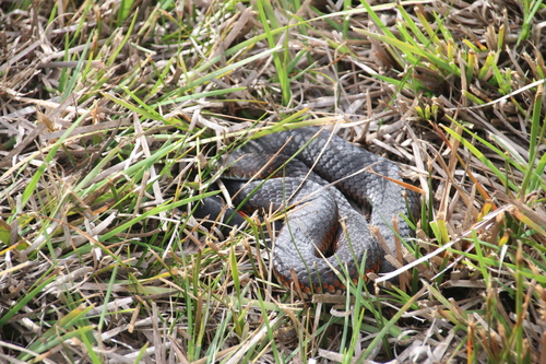 Lowlands Copperhead sighting