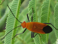 Leptocoris