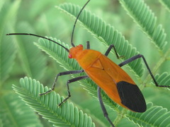 Leptocoris