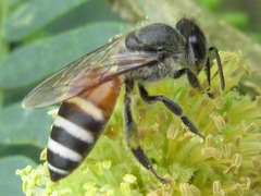Apis florea