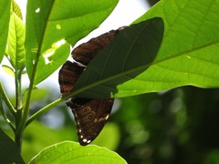 Morpho helenor
