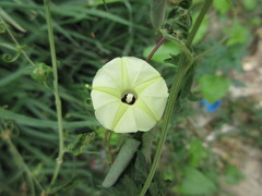 Ipomoea obscura