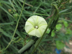 Ipomoea obscura