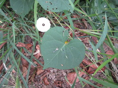 Ipomoea obscura