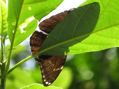 Morpho helenor