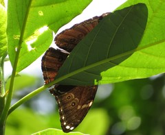 Morpho helenor