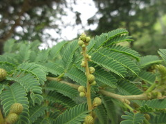Leucaena