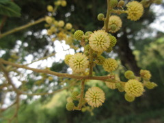 Leucaena