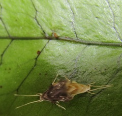 Thylacosceles radians