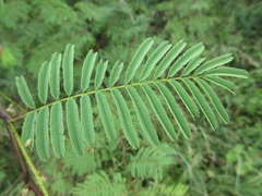 Mimosoideae